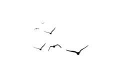 沪北采集到C4d