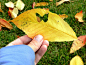 采集秋天的印记——分享制作植物落叶的创意点子