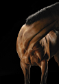 Equus - Tim Flach