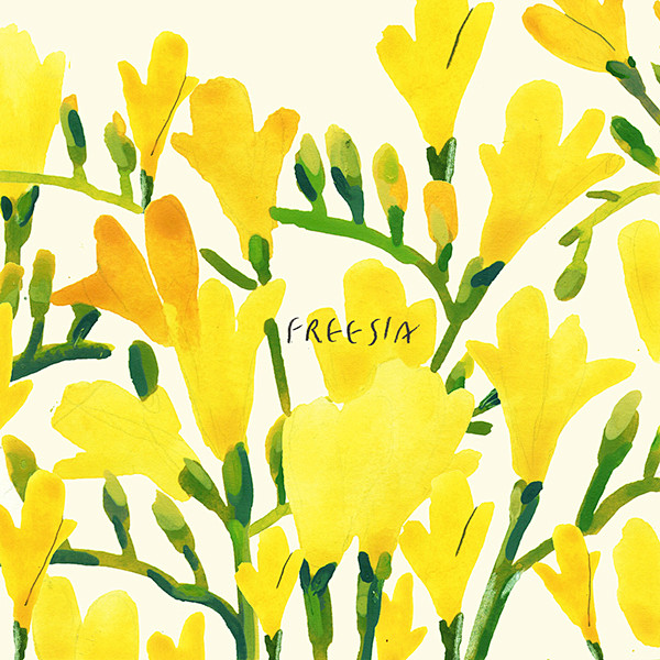 FREESIA : freesia