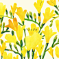 FREESIA : freesia