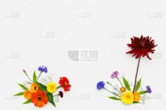 顶部,仅一朵花,平铺,白色背景,风景,贺卡,水平画幅,无人,夏天,组物体