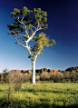 Blue and white Eucalyptus - Mac Donnell Range, Northern Territory, Australia