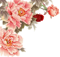 牡丹花 鲜花
