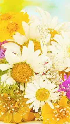 唯美秋菊手机壁纸_风景壁纸_手机壁纸_主题之家下载站