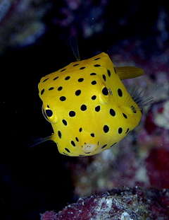 花吃了那女采集到片海