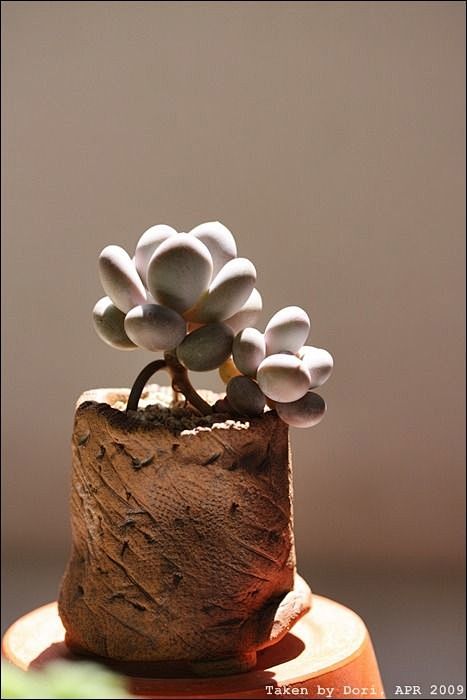 多肉Succulent小品 - 盆景藝術