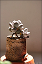 多肉Succulent小品 - 盆景藝術