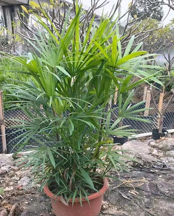 棕竹-花瓣网