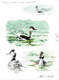 野生动物画师Federico Gemma的水彩鸟类写生