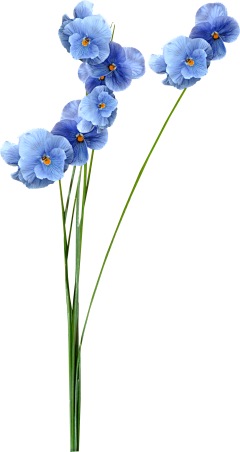 P̶enelope_ZJ采集到花