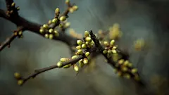 春天里树梢上的嫩芽高清壁纸桌面壁纸4