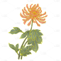 重阳节-菊花元素贴纸-工笔画