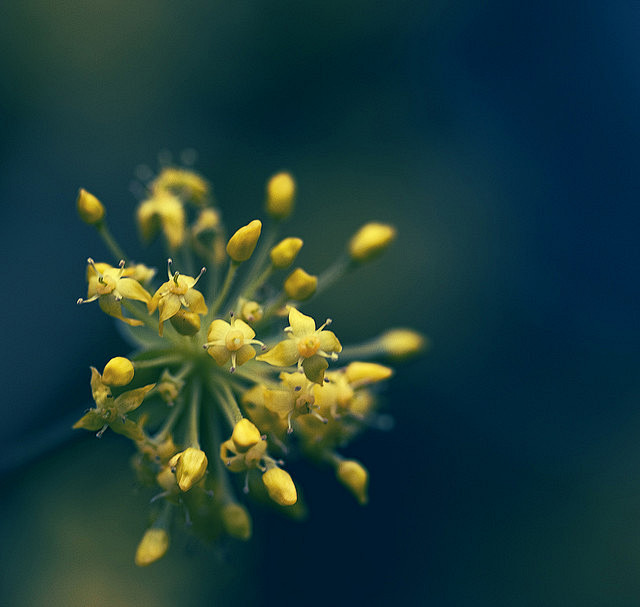 Lensbaby shot. | Fli...