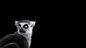 General 2560x1440 photography mammals simple background lemurs