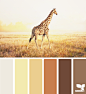 giraffe tones 长颈鹿原野