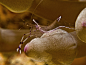 ... one more Partner shrimp by Dani-Barchana on deviantART