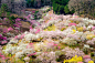 今年的樱花最好的照片
The Best Pictures Of This Year’s Japanese Cherry Blossoms