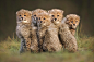 Unbelievably cute by Joke Hulst on 500px