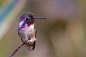 科氏蜂鸟（Costa’s Hummingbird）