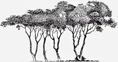 素描手绘园林植物免抠素材 创意素材 png素材