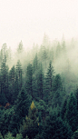迷雾与森林唯美图片