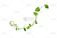 心形的叶子藤蔓、魔鬼藤、金色的山雀，孤立在白色的背景上，包括修剪的小路。具有天然新鲜的观赏植物。花卉