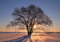 树林树木-阳光照耀着雪地里的大树拉着长长的树影特写高清桌面图片素材