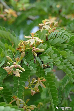 君子有所不为采集到植物志之蔷薇目蔷薇亚目豆科