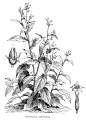 烟草植物植物雕刻1894插画图片素材