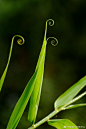 迷失在须叶藤（Flagellaria indica）的卷须里......

个人新科再+1！须叶藤科（Flagellariaceae）仅1属4种，我国仅1种，产台湾、广东和海南。常生于潮湿林地和雨林边缘。花的颜值一般，果子好看，叶子卷卷的最有辨识度。@喵喵植物控 @中国植物园联盟 ​​​​