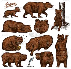 灰熊。收集狩猎棕色野生动物在不同的姿势。手绘雕刻的旧素描t恤，纹身或标签或海报。侧面和正面视图。矢量