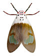 Amerila nigropunctata ~ETS #moth