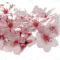 浪漫粉色樱花花朵