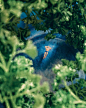This contains an image of: This Photographer is Creating 'Nature' Photos with Household Things