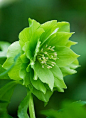 ~✿ڿڰۣ Lime Green* ♥