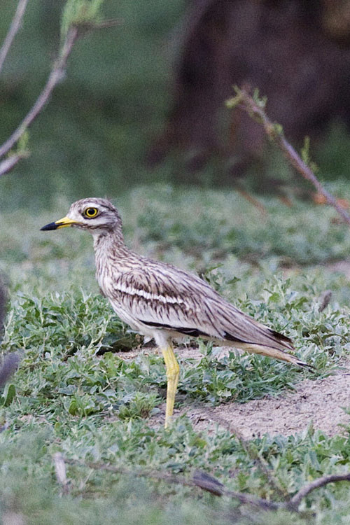 鸻形目石鸻科石鸻属欧石鸻
