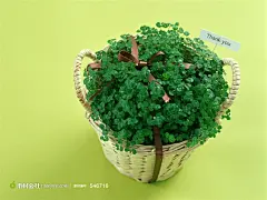 一篮叶子高清摄影桌面壁纸图片素材