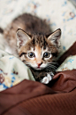 kitten: 