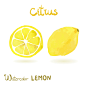 Watercolor vector citrus fruits 水彩水果矢量PNG图案素材