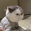 疯狂摸鱼顾囧囧