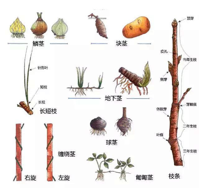 茎3