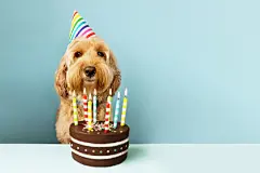 点击来源直接获取大图文件 |带着生日蛋糕的有趣的狗 