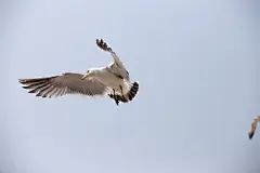 山东威海海驴岛黑尾鸥