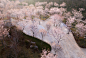 Boundless Theater of Egret Bay, China by Guanzhuscape : An ever-changing scenery under the cherry trees
