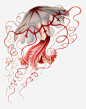 水母高清素材 手绘 水母 海洋 免抠png 设计图片 免费下载