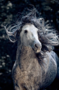 Beautiful horse!:: 
