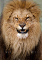 愤怒的狮子肖像