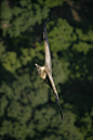 鹰形目·鹰科·兀鹫属：长喙兀鹫