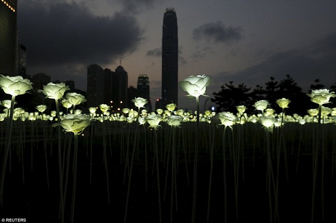 LEDRoseGarden, 情人节, ...